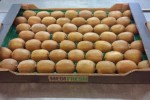 KIWI 5kg